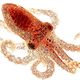 Illustration for article titled Octopus Senses Light With Its Skin, No Eyes Required